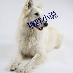 狼群小说 （不知所出）