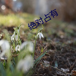 绝对占有(yǒu)