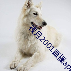 夜月2001直播app
