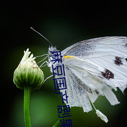 麻豆国产剧果冻传