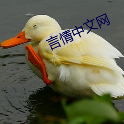 言情中文網
