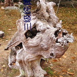 三级纯黄(huáng)