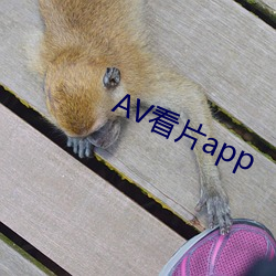 AV看片app