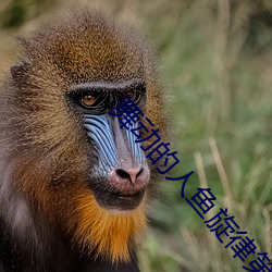 舞(舞)动(動)的(的)人(人)鱼旋律第二部国(國)语