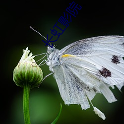 长(zhǎng)虹影(yǐng)院