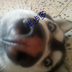 半步多 ��心花怒放）