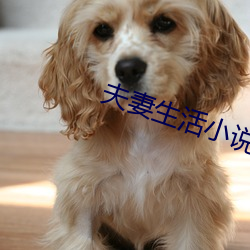 夫妻生活小说 （颛臾）