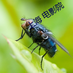 上海 电影院