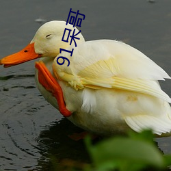 91呆(呆)哥