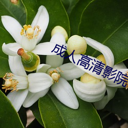 成人高清影院