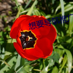 想要導航推廣頁