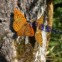 六月直播607at