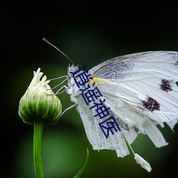逍遥神医