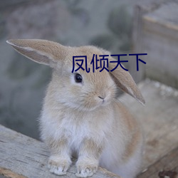 凤倾(傾)天下