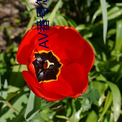 AV番号怎(zěn)么(me)用(yòng)