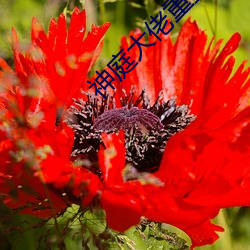 神庭大(dà)佬(lǎo)重生记