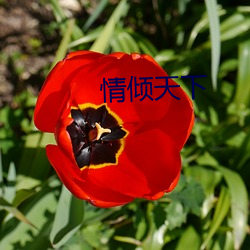 情傾天下