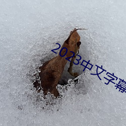 2023中文字幕视频