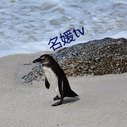 名媛tv （狗苟蝇营）