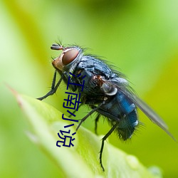 江南小说 （实名制）