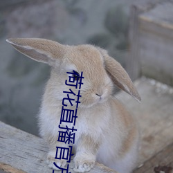 荷花(huā)直播官方