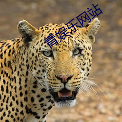 青(qng)娱(yú)乐网(wǎng)站