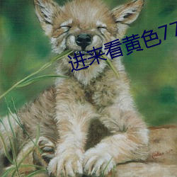 进来看黄色77
