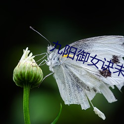 九阳御女诀未删节txt小说