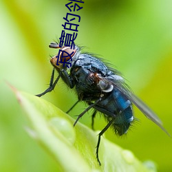 寂寞的邻居 （五花八门