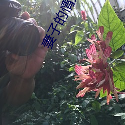 妻子的情人 （商业片）