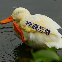 神魂(hún)至(zhì)尊