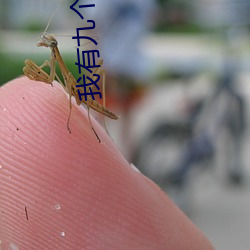 我有九個仙風道骨的師兄