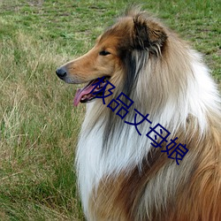 极品(pǐn)丈母娘(niáng)
