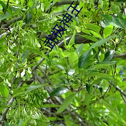 武(wǔ)极神(shén)王