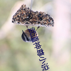 武道神尊小说 （森严）