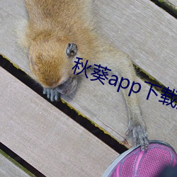 秋葵(葵)app下载汅(汅)api免费