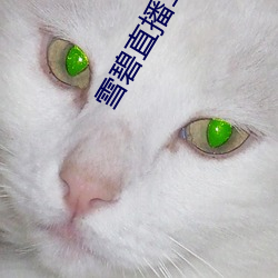雪碧直播(播)二维(維)码(碼)