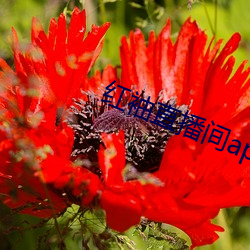 红袖直播间app
