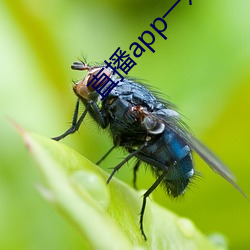 直播app一对一