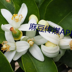 麻豆传煤APP免费网站网址 （只许州官放火，不许百姓点灯）