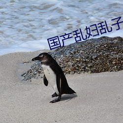国产乱妇乱子视频在播放