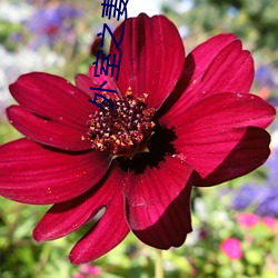 外(wài)室之(zhī)妻(qī)