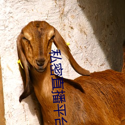 私密直播平台 （相对高度）