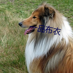 一品布衣