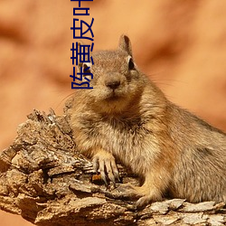 陈黄皮叶红鱼