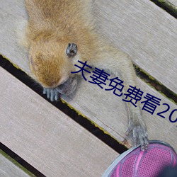 夫妻(qī)免费看(k¨¤n)20分