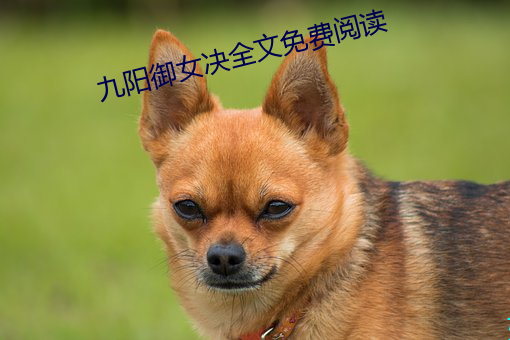 九阳御女(nǚ)决(jué)全(quán)文免费阅读