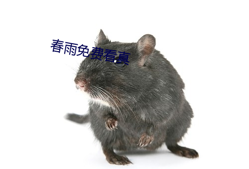 春雨免费看真