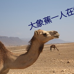 大(dà)象蕉一人在线(xiàn)网观看