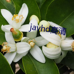 javhd高清